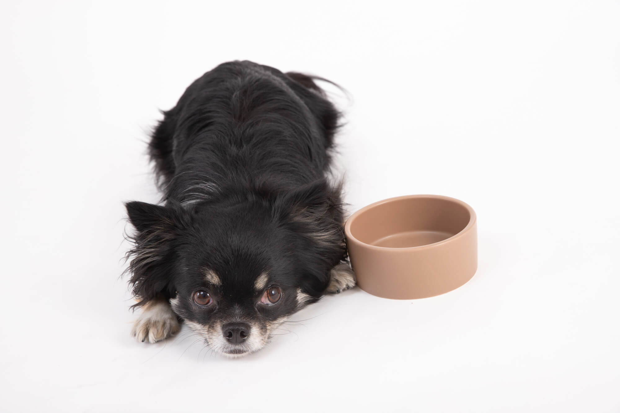 愛犬がご飯を食べない！原因と対処法について分かりやすく解説
